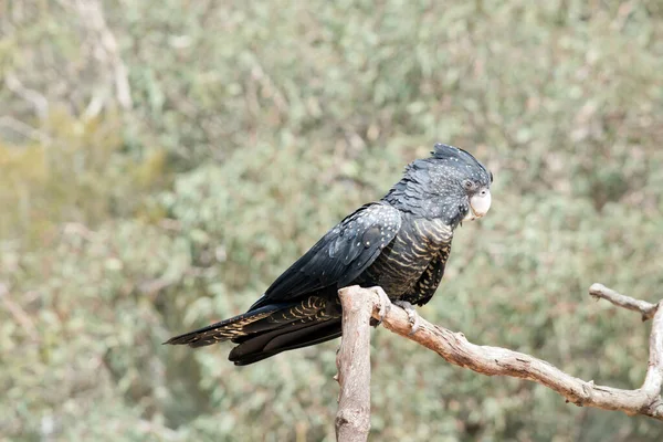 the female red tailed black cockatoo is black and yellow with no red at all