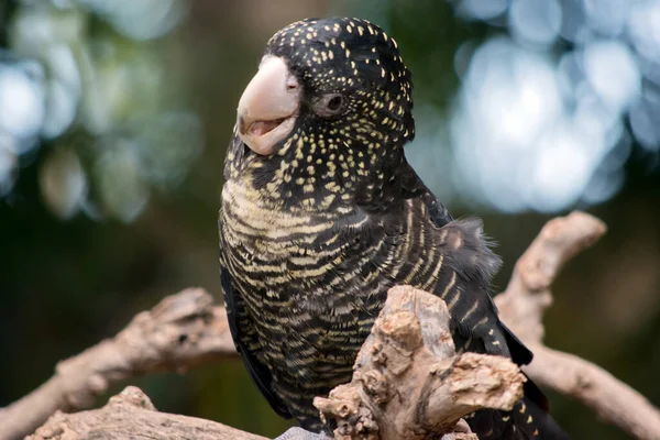 Female Black Cockatoo Has Black Body Yellow Spots Red Tail — стоковое фото