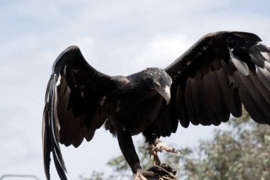 Takoz kuyruklu kartal kanatlarını açtı.