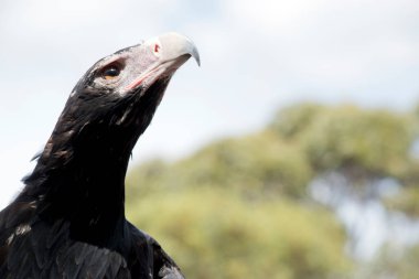 Bu Avustralya 'da bir kama kuyruklu kartalın yakın çekimi.