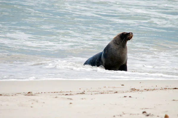 Sea Lion Has Just Returned Bech Seal Bay — Stock Photo, Image