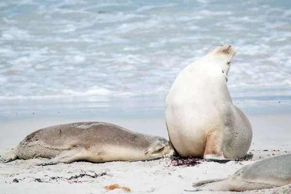 Seal Pup Feeding Its Mother While Laying Beach — Foto Stock