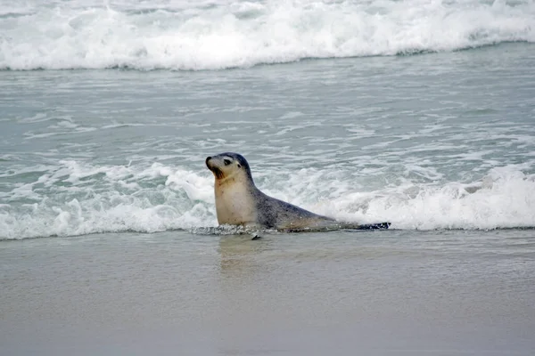 Sea Lion Just Heading Dry Sand — 스톡 사진