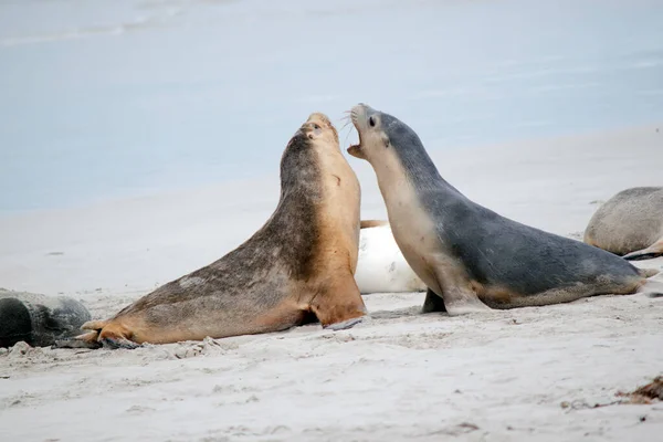 the two sea lions pups are fighting on the beach