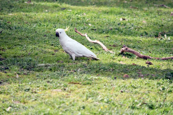 Sulphur Crested Cockatoo Walking Grass Looking Food — Stock Photo, Image