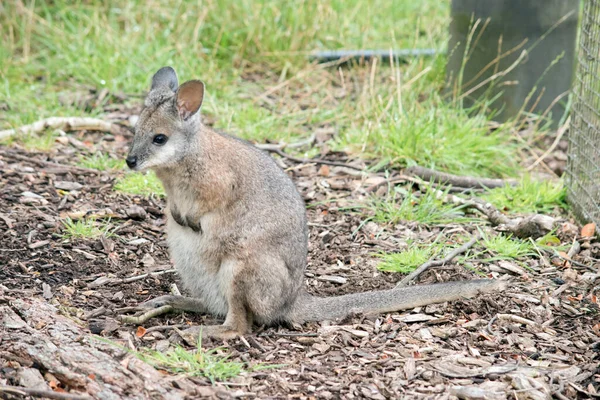 Tammar Wallaby Pequeno Marsupial Seu Corpo Principalmente Cinza Com Ombros — Fotografia de Stock