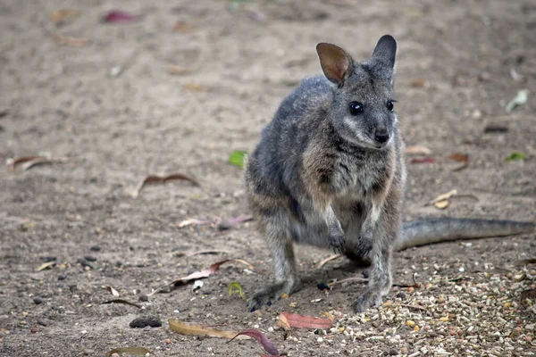 Tammar Wallaby Searching Food — Stock Photo, Image