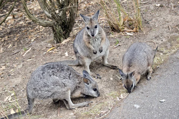 Três Tammar Wallabys Estão Comendo Comida Lado Caminho — Fotografia de Stock