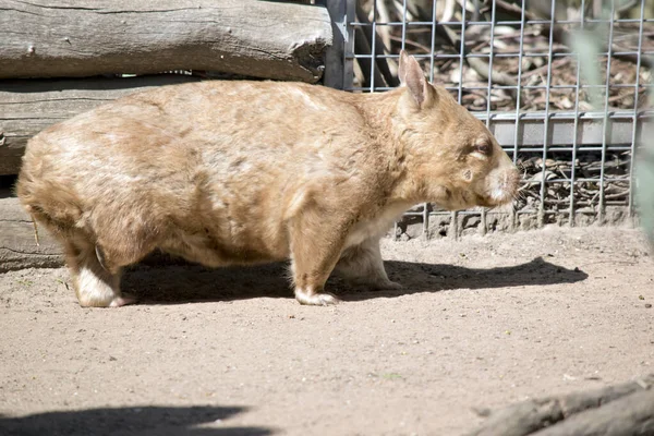Hairy Nosed Wombat Resembles Dog Has Tail — Foto de Stock