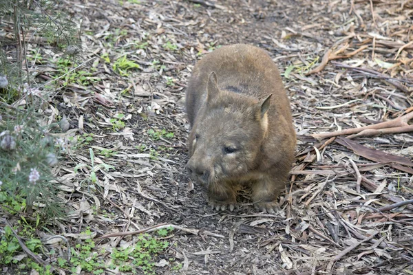 Hairy Nosed Wombat Brown White Marsupial — стоковое фото