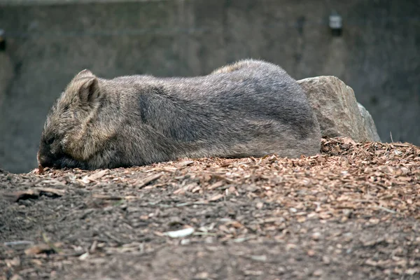 Side View Wombat — Stock Photo, Image