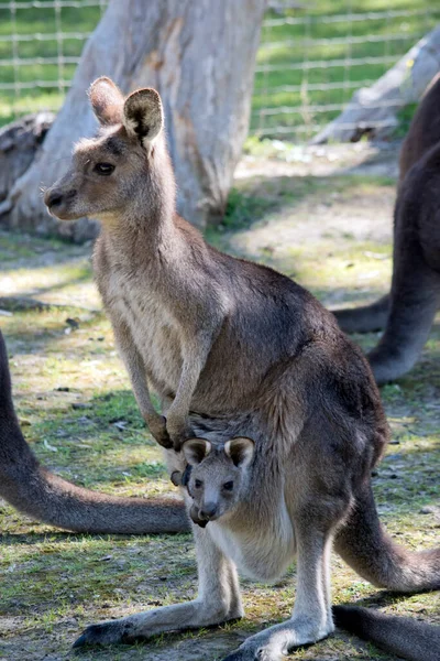 Das Westliche Graue Känguru Ist Überwiegend Braun Mit Weißer Brust — Stockfoto
