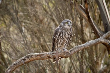 Havlayan baykuşun siyah bir çizgiyle çevrili büyük parlak sarı gözü vardır. Üst kısımları kahverengi benekli beyaz.