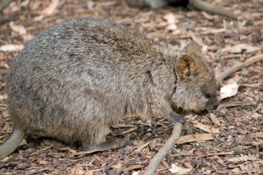 Kuokka yemek için yaprak arıyor.