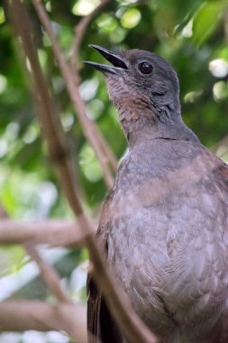 Lir kuşu ağaçta ötüyor.