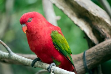 Kırmızı lori yeşil kanatlı kırmızı