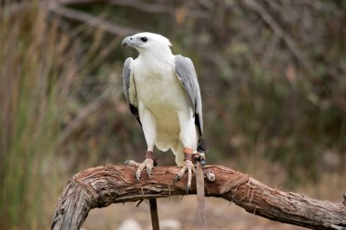 Beyaz karınlı deniz kartalı aynı zamanda beyaz göğüslü deniz kartalı olarak da bilinir. Deniz kartalının beyaz bir vücudu ve gri kanatları vardır.