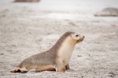 Deniz aslanı sahilde yürür ve annesini arar.