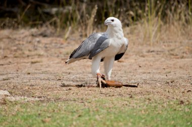 Beyaz karınlı deniz kartalının beyaz bir kafası, göğsü, kanat altı örtüsü ve kuyruğu vardır. Üst kısımları gri ve siyah kanat altı uçuş tüyleri beyaz örtülerle tezat oluşturur. Gagası gri.