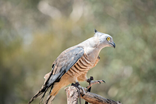 The Pacific baza, also known as the crested hawk, crested baza, and Pacific cuckoo-falcon, is a slender, medium-sized species of hawk