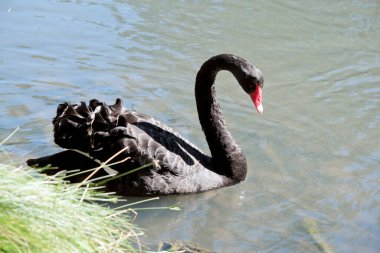 the black swan has a red bill with a white line across it. The black swans body is all black 