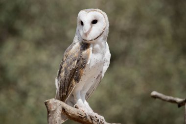 the barn owl is perched on a tree branch