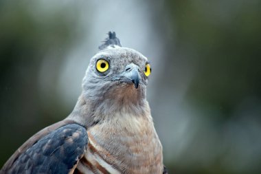 the Pacific baza has a gry face with yellow eyes white and brown striped