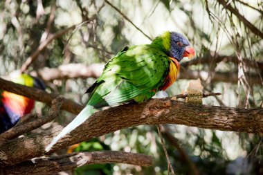 the rainbow lorikeet is a colorful bird with an orange beak and purple head and green wings.  It is eating a piece of fruit
