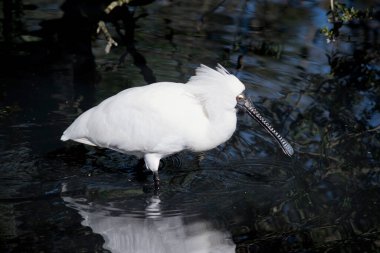 this is a side view of a royal spoonbill wading in water