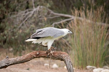 Beyaz karınlı deniz kartalı aynı zamanda beyaz göğüslü deniz kartalı olarak da bilinir. Deniz kartalının beyaz bir vücudu ve gri kanatları vardır.