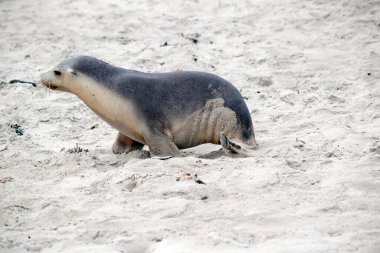 Deniz aslanı yavrusu annesini arıyor.