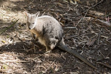 Tammar valabisi küçük gri bir kesedir.