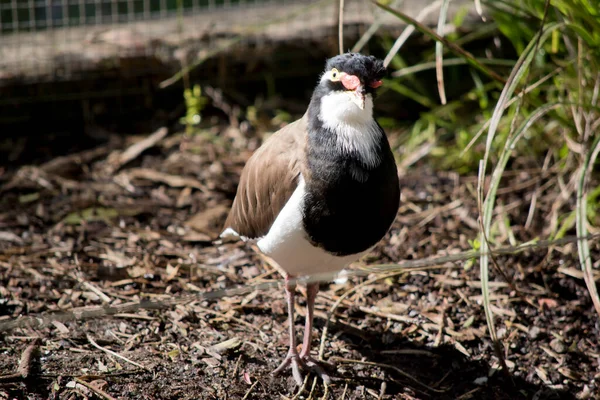 Banded Lapwing Black Brown White Two Red Lore Wattle Markings — Stockfoto