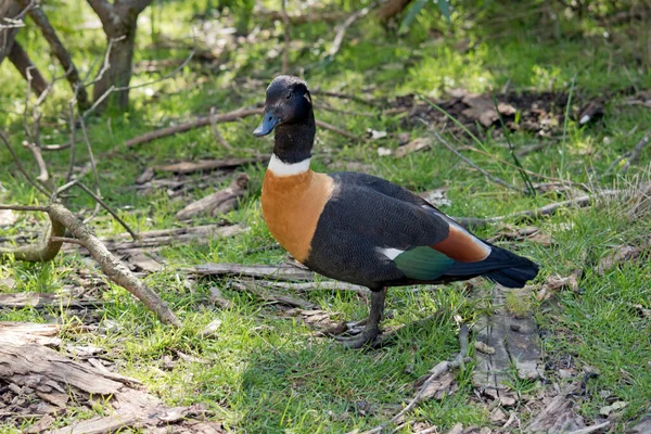 Australian Shelduck Has Black Head Tail Area Cinnamon Brown Chest — Stock fotografie