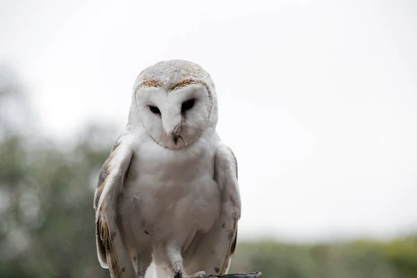 Barn Owl Medium Sized Pale Coloured Owl Long Wings Short — Stock Photo, Image