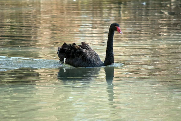 Black Swan Black Bird Red Beak Red Eyes — Stock Photo, Image