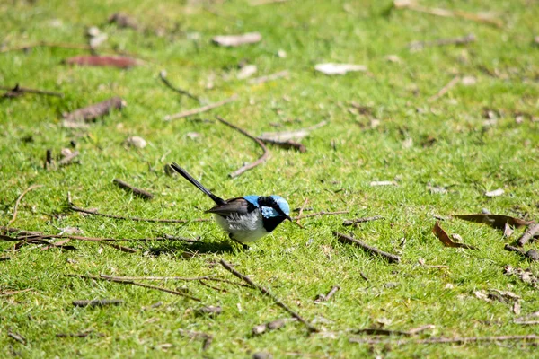 Fairy Wren Has Blue Black Face White Chest Black Tail — Fotografia de Stock