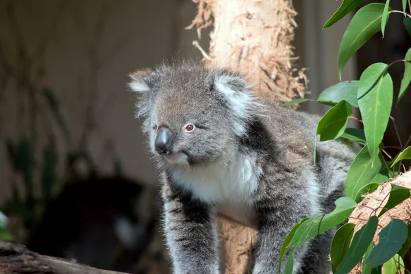 the koala has a large black nose, brown eyes, fluffy white ears with a white chest and grey body