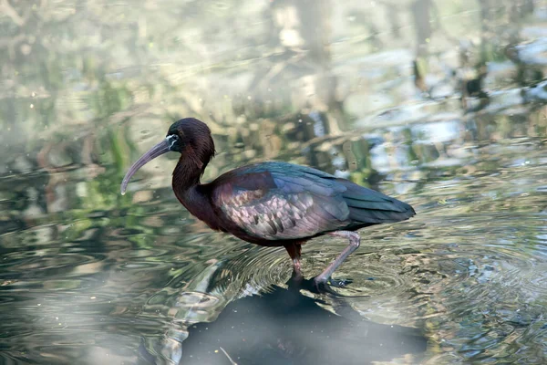 Side View Glossy Ibis Pond — Stock Photo, Image