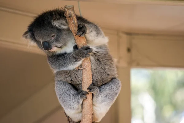 the koala has a large black nose, brown eyes, fluffy white ears with a white chest and grey body and black claws