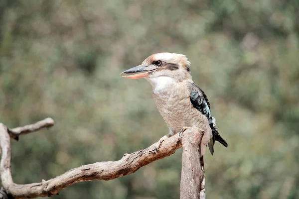 Der Lachende Kookaburra Ist Der Größte Der Eisvögel Hat Einen — Stockfoto