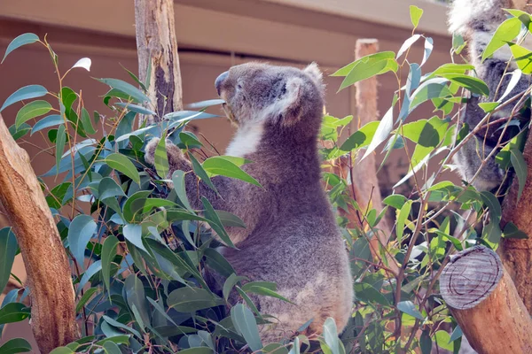 the koala has a large black nose, brown eyes, fluffy white ears with a white chest and grey body and black claws