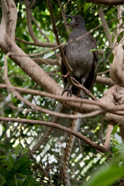 Лірний Птах Високий Дереві Висячим Хвостом Вниз — стокове фото