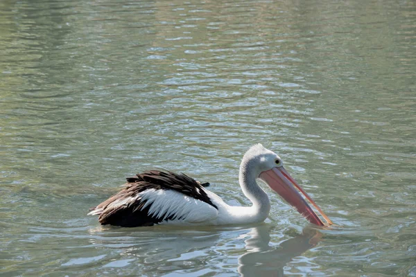 Pelican Black White Bird Pink Bill — Foto de Stock