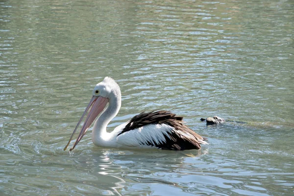 Pelican Black White Bird Pink Bill — Stockfoto