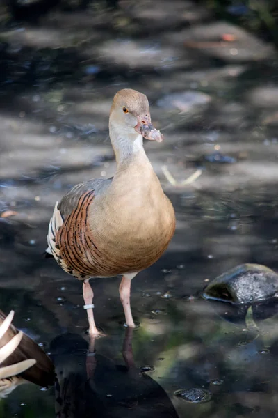 Plumed Whistling Duck Many Shades Brown — Φωτογραφία Αρχείου