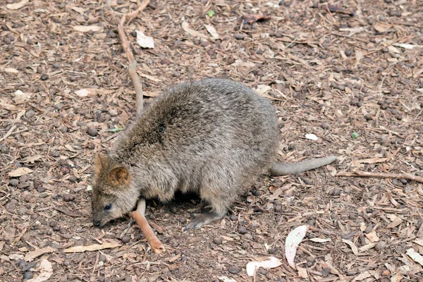 Der Quokka Sucht Nach Nahrung Das Ganze Gras Vertrocknet Ist — Stockfoto