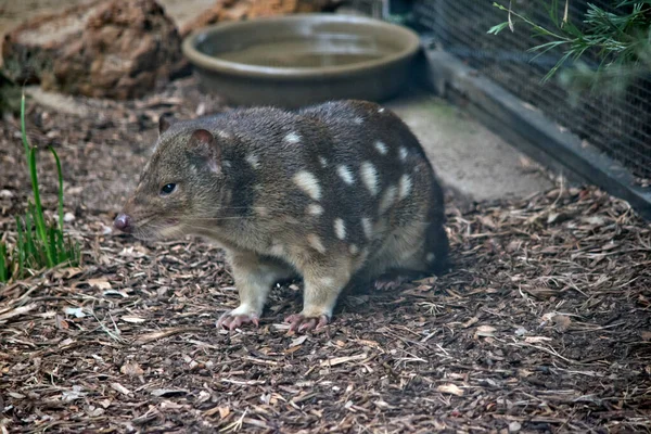 Spotted Tail Quolls Carnivorous Marsupials Native Australia Primarily Nocturnal Spend — Stock Photo, Image