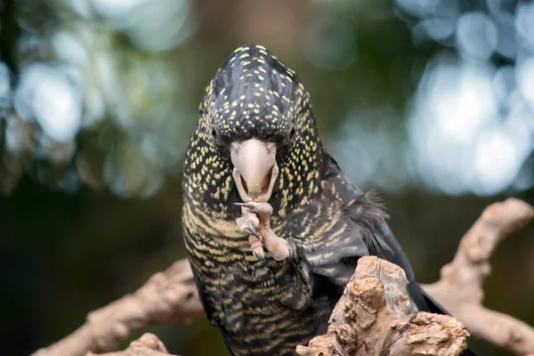 Female Black Cockatoo Has Black Body Yellow Spots Red Tail —  Fotos de Stock