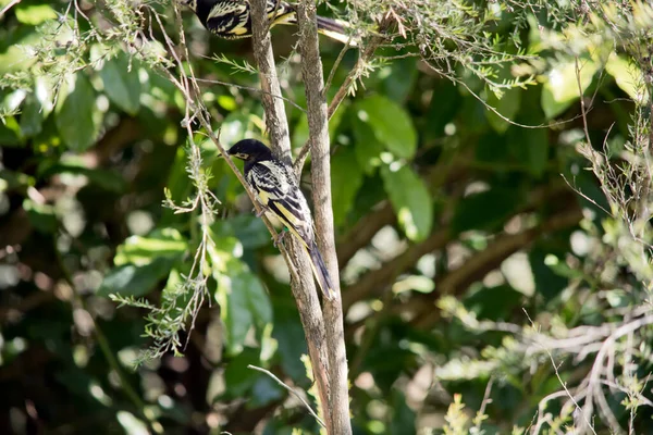Regent Honeyeater Black Yellow Bird — стоковое фото